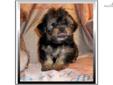 Price: $575
Beautiful Little Male Yorkie Poo. Oliver was born on 06-19-2013. Oliver has a thick black and tan coat. For people wanting a low to no odor, low shedding, highly intelligent pet that is easy to maintain, you will love Oliver. If you have