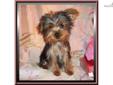 Price: $500
Beautiful Little Male Yorkie Puppy. Gyro is a playful little love bug! Gyro was born on 04-21-2013. He will most likely mature to be blue and gold. Gyro has a beautiful fluffy coat. Mom and dad are both blue and gold. He is charting about 3