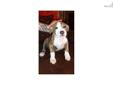 Price: $850
This advertiser is not a subscribing member and asks that you upgrade to view the complete puppy profile for this American Pit Bull Terrier, and to view contact information for the advertiser. Upgrade today to receive unlimited access to