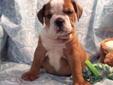 Price: $1400
Beautiful Male English Bulldog Puppy. Boss was hand raised and he is a sweet and playful pup. Boss is a Red and White bullie puppy. He has a very flat bully face. He has nice ropes and is loaded with wrinkles. Boss was born on 06/02/2013. He