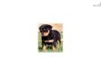 Price: $250
This advertiser is not a subscribing member and asks that you upgrade to view the complete puppy profile for this Rottweiler, and to view contact information for the advertiser. Upgrade today to receive unlimited access to NextDayPets.com.