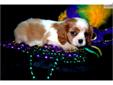 Price: $850
MISS ABIGAIL IS SO SO PRECIOUS! THIS IS THE MOST ENDEARING BREED---JUST ONE LOOK INTO THOSE DROOPY BROWN EYES, AND YOU'RE HOOKED FOREVER!!! BLENHEIM, FROM A SMALL LINE (8-12 POUNDS), SHE WILL HAVE ALL THE SAME "STUFF" AS A REGULAR CAVALIER