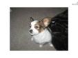 Price: $425
This advertiser is not a subscribing member and asks that you upgrade to view the complete puppy profile for this Papillon, and to view contact information for the advertiser. Upgrade today to receive unlimited access to NextDayPets.com. Your