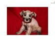 Price: $500
This advertiser is not a subscribing member and asks that you upgrade to view the complete puppy profile for this Schnauzer, Miniature, and to view contact information for the advertiser. Upgrade today to receive unlimited access to