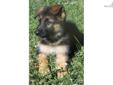 Price: $1250
This advertiser is not a subscribing member and asks that you upgrade to view the complete puppy profile for this German Shepherd, and to view contact information for the advertiser. Upgrade today to receive unlimited access to