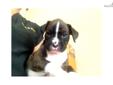 Price: $750
A female, flashy reverse brindle boxer. She has four white paws, a white marking on her neck, a white chest, and white on her face. She is the largest of her litter. She will be 8 weeks old when she is sold.
Source: