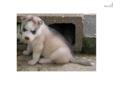 Price: $650
This advertiser is not a subscribing member and asks that you upgrade to view the complete puppy profile for this Siberian Husky, and to view contact information for the advertiser. Upgrade today to receive unlimited access to NextDayPets.com.
