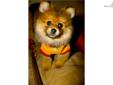 Price: $2700
This advertiser is not a subscribing member and asks that you upgrade to view the complete puppy profile for this Pomeranian, and to view contact information for the advertiser. Upgrade today to receive unlimited access to NextDayPets.com.