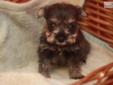 Price: $1800
This advertiser is not a subscribing member and asks that you upgrade to view the complete puppy profile for this Schnauzer, Miniature, and to view contact information for the advertiser. Upgrade today to receive unlimited access to
