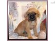 Price: $375
Beautiful Tiny Female Griffonshire. Tootsie is 1/2 Brussels Griffon and 1/2 Yorkshire Terrier. She is a beautiful copper sable color. Tootsie is very playful and sweet. Tootsie was born on 04-01-2013. She is CKC registered and she will have a