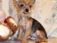Price: $375
Beautiful Tiny Male Chorkie. Nuri was born on 03-14-2013. He is charting about 4 1/2 pounds as an adult weight. Nuri has a long thick black and gold coat, and he could turn blue and gold. He is CKC registered and is utd on shots and wormings.