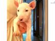 Price: $1500
This advertiser is not a subscribing member and asks that you upgrade to view the complete puppy profile for this Bull Terrier, and to view contact information for the advertiser. Upgrade today to receive unlimited access to NextDayPets.com.