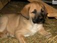 Price: $500
Lovely fawn female Anatolian Shepherd pup. This beautiful girl is intelligent, watchful and alert. She is being raised with goats, cats, poultry and horses. Vet checked and current on vaccinations, she is ready to start learning her job as
