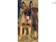 Price: $1000
This advertiser is not a subscribing member and asks that you upgrade to view the complete puppy profile for this Belgian Malinois, and to view contact information for the advertiser. Upgrade today to receive unlimited access to