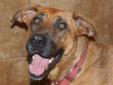 BELLE is about 3 to 4 years old (2011) and is a Belgian Malinois mix. She is a high-energy dog that needs a lot of exercise. She enjoys active walks on a leash, a good jog or a vigorous play session. She is well behaved in public, house trained, kennel