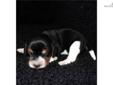 Price: $750
Contact us at 417-280-5828 to discuss details of making Bella part of your family. Bella will be ready to join you by Christmas! We strive to raise quality Beagles from champion bloodlines. We take pride in our Beagles and in their