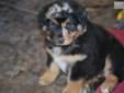 Price: $1200
Bella is a beautiful blue merle AKC female. She is uniquely marked and will be one gorgeous little girl. Both parents are very smart and wonderfully tempered. Taking reservations on her now. She will be ready to go to her new family on May