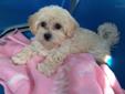 Price: $1000
This advertiser is not a subscribing member and asks that you upgrade to view the complete puppy profile for this Malti Poo - Maltipoo, and to view contact information for the advertiser. Upgrade today to receive unlimited access to