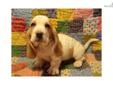 Price: $800
Our puppies are home raised, bred for soundness, beauty and temperment.Our puppies are raised as family pets.We DO NOT sell to pet stores, puppy mills or brokers.They are giving lots of love and special attention.
Source: