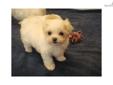 Price: $850
CKC registered. This tiny girl should only be 4 lbs. full grown. Honey is tiny in size but has a big personality. She has big round eyes in her tiny little head. Honey is playful and outgoing. She has soft wavy hair that is mostly white with