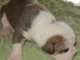 Price: $2500
This advertiser is not a subscribing member and asks that you upgrade to view the complete puppy profile for this Olde English Bulldogge, and to view contact information for the advertiser. Upgrade today to receive unlimited access to