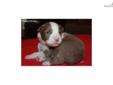 Price: $800
This advertiser is not a subscribing member and asks that you upgrade to view the complete puppy profile for this Border Collie, and to view contact information for the advertiser. Upgrade today to receive unlimited access to NextDayPets.com.