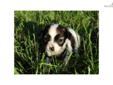 Price: $495
This advertiser is not a subscribing member and asks that you upgrade to view the complete puppy profile for this Papillon, and to view contact information for the advertiser. Upgrade today to receive unlimited access to NextDayPets.com. Your