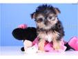 Price: $699
Bella is our Gorgeous CKC Female TOY Morkie. She is really spunky even though she is super tiny! Bella comes with a one year health warranty and is up to date on her shots and dewormings and will only be 4-5 pounds full grown!! She can be