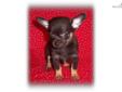 Price: $500
Ben is a tail waggin cutie with great conformation, healthy, socialized and with a 2 year health guarantee. We breed exceptional Chihuahua puppies available for adoption to loving, responsible pet homes. We strive to produce extremely