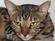 Do You Want a Cat But Your Significant Other Says No! We can help! Introducing HIDE-A-CAT. This cat is GUARANTEED to DISAPPEAR in your home! You're significant other will never even know there's a cat in the house. Do you LOVE Siamese, Bengals and