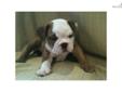 Price: $2500
This advertiser is not a subscribing member and asks that you upgrade to view the complete puppy profile for this Bulldog, and to view contact information for the advertiser. Upgrade today to receive unlimited access to NextDayPets.com. Your
