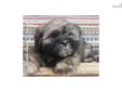 Price: $400
Benji is a male Lhasa Apso puppy. Lhasa Apsos are calm, loyal, and lovable. They enjoy company, but are wary of strangers. The Lhaso Apso gets along well with children, other dogs, and any household pets. Lhasa Apsos are quite happy indoors