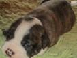 Price: $2500
This advertiser is not a subscribing member and asks that you upgrade to view the complete puppy profile for this Olde English Bulldogge, and to view contact information for the advertiser. Upgrade today to receive unlimited access to