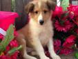 Price: $500
Beautiful! These little ones will be ready to go at 8 wks old and can be shipped by ground or air. Shetland Sheepdogs are usually owned by docters,lawyers and teachers (professionals)because of there intelligents. Easy to train, you will fall