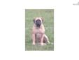 Price: $2000
This advertiser is not a subscribing member and asks that you upgrade to view the complete puppy profile for this Bullmastiff, and to view contact information for the advertiser. Upgrade today to receive unlimited access to NextDayPets.com.