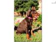 Price: $2000
Khiaha is a littermate sister to our Kimi, and is a daughter of fedor Del Nasi. Fedor is a legend that will live on for a long time yet despite his recent passing, due to the great mark he left on the Doberman community. Here is a chance to