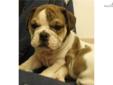 Price: $1600
Outgoing, loving, healthy female fawn brindle & white english bulldog; AKC registered and comes with a pedigree, microchip, current vaccinations, and a one year health guarantee; shipping is available for an additional $300; please call or
