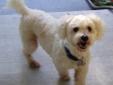 This Dog is Being Fostered in: Ocala, Florida Florida Residents Only Hi! My name is Oscar. I am 5 and a half years old and weigh about 14 pounds. My owner passed away and that is when I came to Bratpack. I am a very good boy who loves to give kisses and