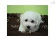 Price: $550
MALE BICHON FRISE PUPPY. 9 WEEKS OLD, PAPER, SHOTS UTD,WORMED. ASKING $550 FEE. FOR MORE PUPPIES,PLZ CALL 718-321-1977. WE OPEN 7 DAYS A WEEK. WHEN U HAVE A CHANCE, PLEASE COME TO EMPIRE PUPPIES,LOCATE AT 164-13 NORHTERN BLVD,FLUSHING, NY