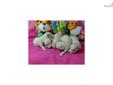 Price: $1200
Bichon Frise Purebred Puppies. Beautiful white fluffy coats. They are bred and raised my my home with tender loving care. We have female puppies available. They have an impressive AKC champion pedigree and are registered with the American
