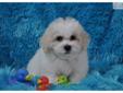 Price: $850
Bichon Frise Purebred Puppies. Beautiful white fluffy coats. They are bred and raised my my home with tender loving care. They have an impressive AKC champion pedigree and are registered with the American Kennel Club. They are current on their