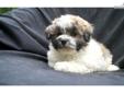 Price: $550
Bichonpoo puppies for sale in Michigan.... for more information visit my website www.puppy-place.net or Call Denna 517-404-1028
Source: http://www.nextdaypets.com/directory/dogs/2ed25b0f-3ff1.aspx