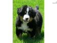 Price: $1000
Jeddy is a little pup you won't forget! At 5 weeks he is already a chunky ball of personality and growing livlier every day! Jeddy is one of 5 of our Berner pups available to be reserved now. All our puppies are raised with lots of love,