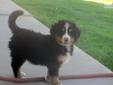 Price: $1000
This little sweetie we call Jack. At just 5 weeks he is already a bouncing little boy with a BIG personality!!! We have raised AKC Bernese Mtn Dogs and Saints since 2004, emphasizing health and personality. We have high hopes for every pup