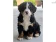 Price: $1000
Josh is a lovely Berner boy with "the Looks"! He is just a sweetheart and will kiss anyone that will let him. Sire has been hip certified. Josh will leave here current on vaccinations and dewormings, health checked by our vet, and with our 30