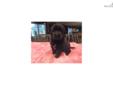 Price: $1000
This advertiser is not a subscribing member and asks that you upgrade to view the complete puppy profile for this Newfoundland, and to view contact information for the advertiser. Upgrade today to receive unlimited access to NextDayPets.com.