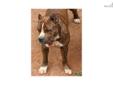 Price: $800
This advertiser is not a subscribing member and asks that you upgrade to view the complete puppy profile for this American Staffordshire Terrier, and to view contact information for the advertiser. Upgrade today to receive unlimited access to
