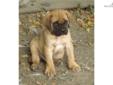 Price: $850
This advertiser is not a subscribing member and asks that you upgrade to view the complete puppy profile for this Mastiff, and to view contact information for the advertiser. Upgrade today to receive unlimited access to NextDayPets.com. Your