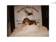Price: $400
Big Brown is a beautiful chocolate male beagle that is very out going there is a bunch of FC,IFC and World show champs in his ped
Source: http://www.nextdaypets.com/directory/dogs/c51f39eb-6cd1.aspx