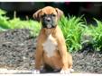 Price: $750
This spunky fawn Boxer puppy will melt your heart! She is well socialized, friendly and playful! This puppy is ACA registered, vet checked, vaccinated and wormed. She also comes with a 1 year genetic health guarantee. Please contact us for